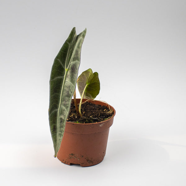 Alocasia Longilobia Purple