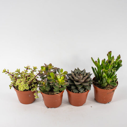 The Enduring Charm of Succulents and Cacti: Ideal Plants for Every Home
