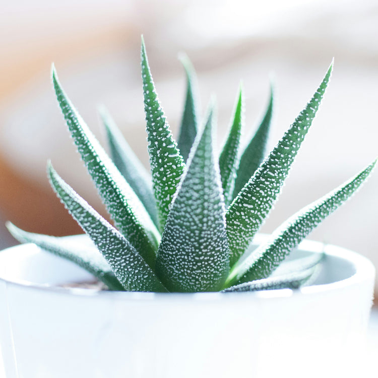 Succulents and Cacti