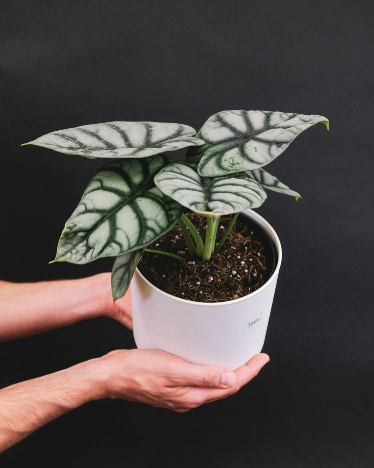Alocasia