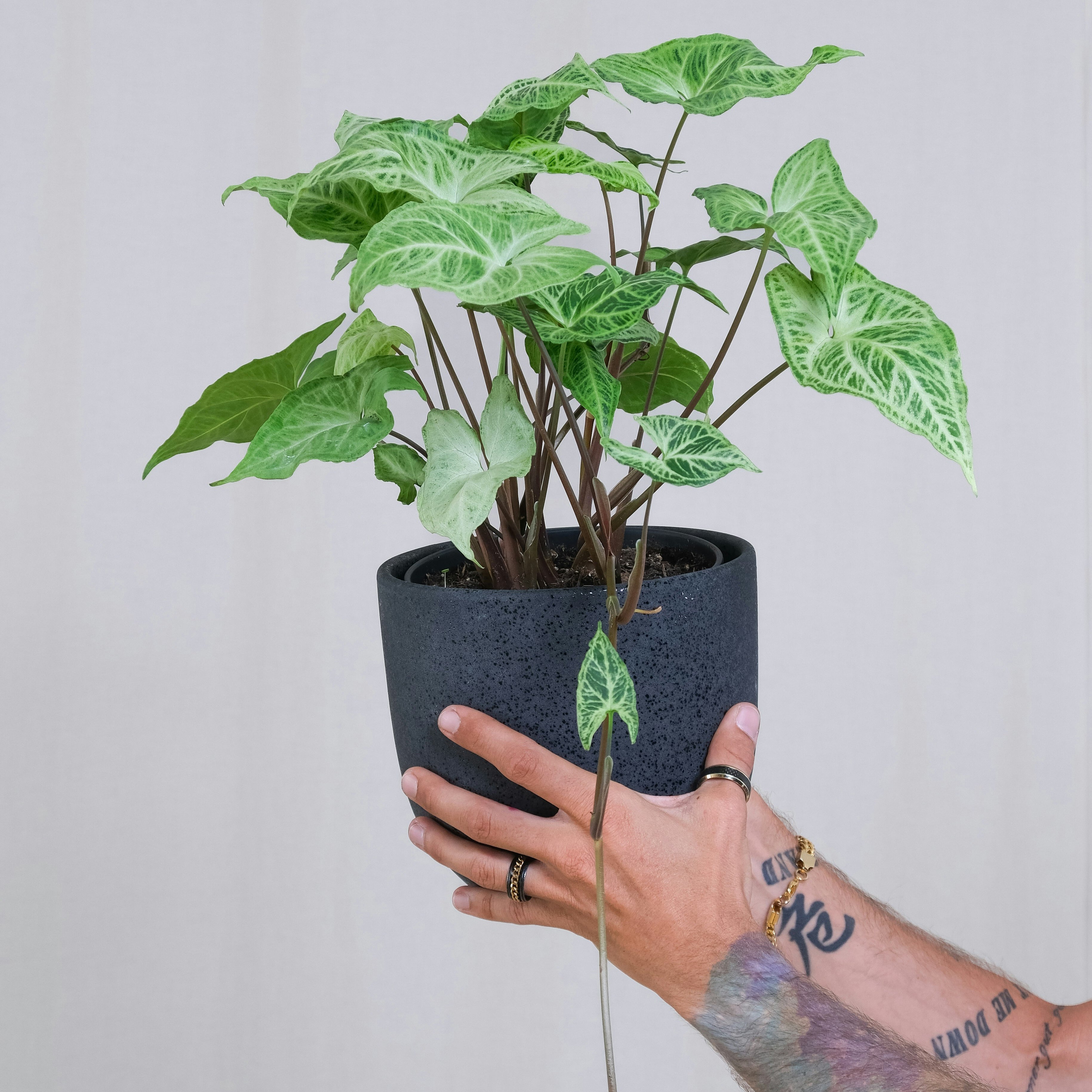 12+ Syngonium Care Syngonium – Emm's Plant House