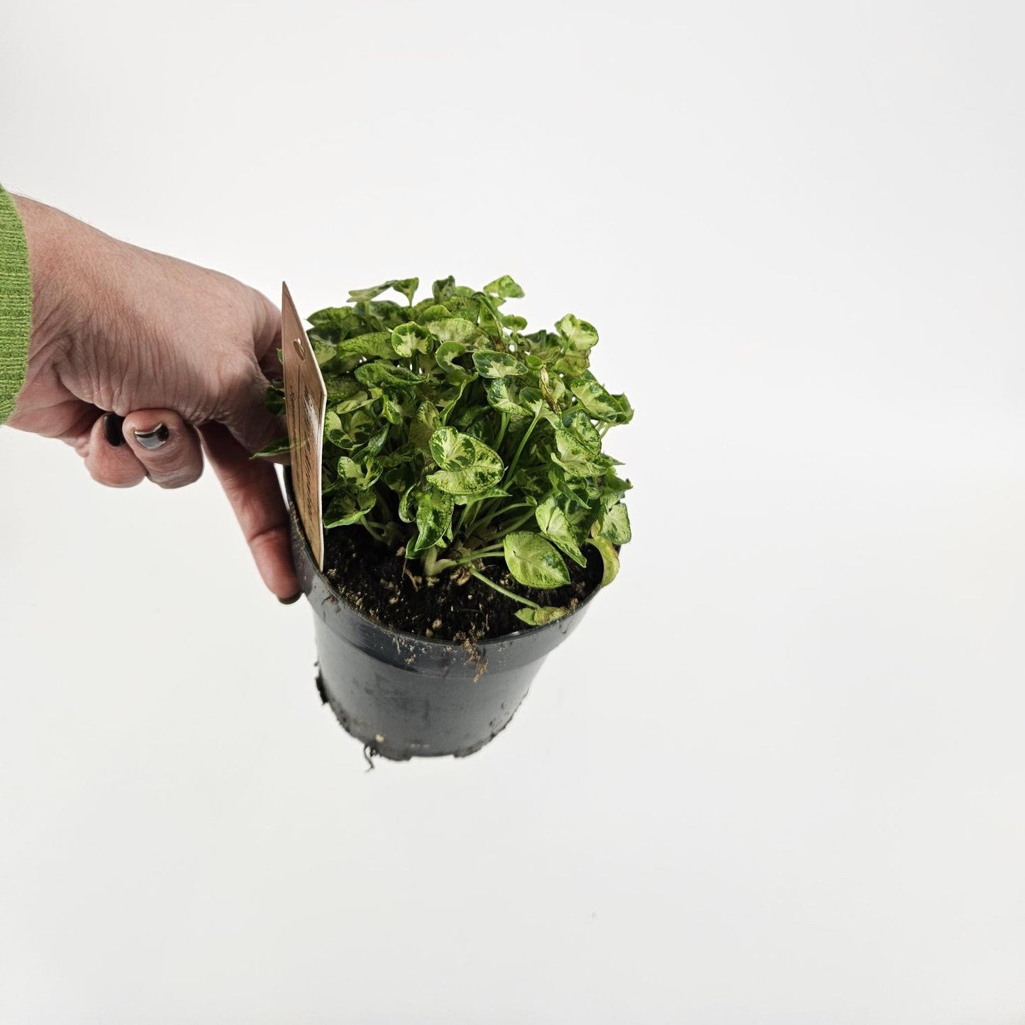 Syngonium Mini M Ø12cm H15cm