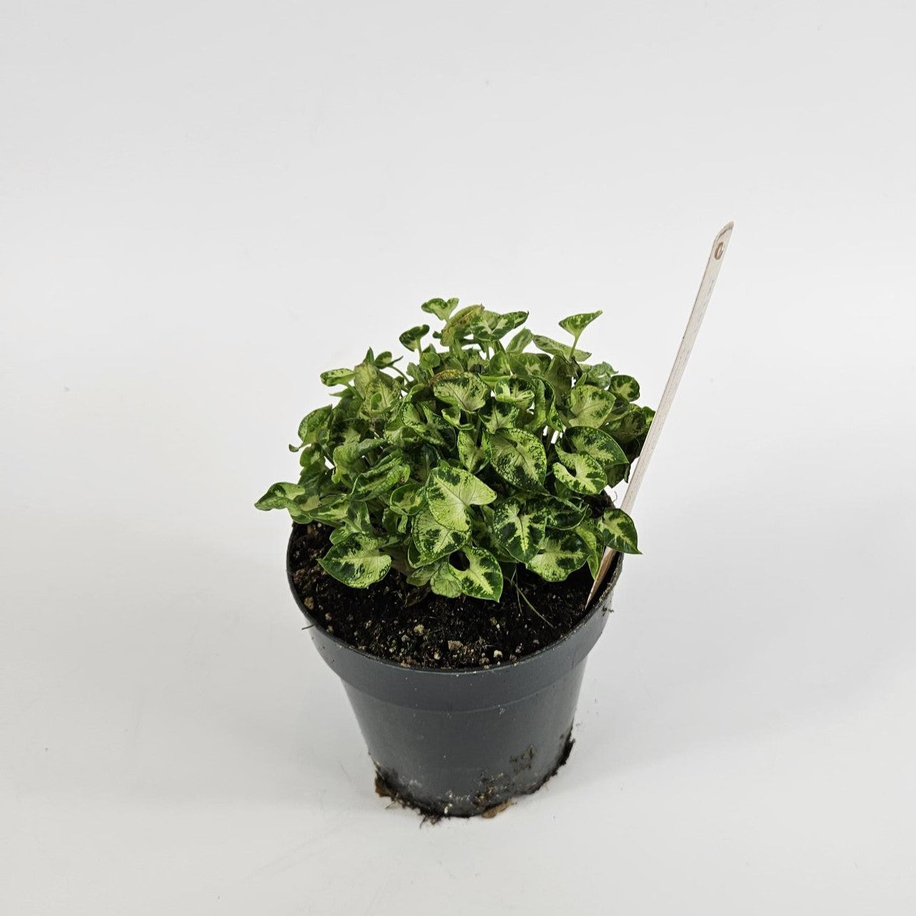 Syngonium Mini M Ø12cm H15cm
