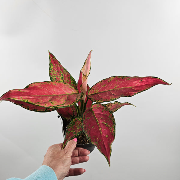 Aglaonema Cherry Baby Ø12cm H30cm
