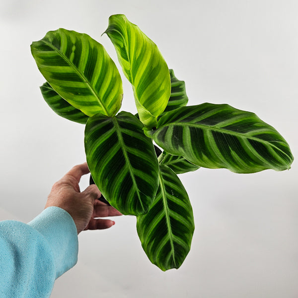 Calathea Zebrina Ø12cm H35cm