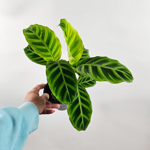 Calathea Zebrina Ø12cm H35cm