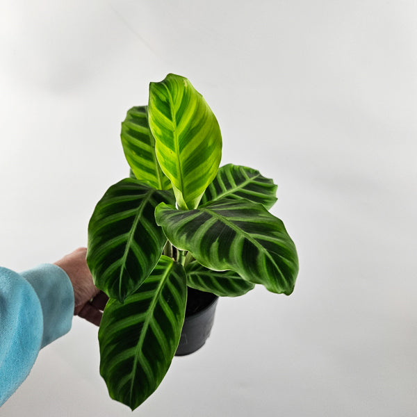 Calathea Zebrina Ø12cm H35cm