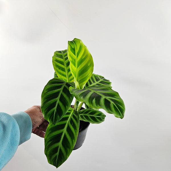 Calathea Zebrina Ø12cm H35cm