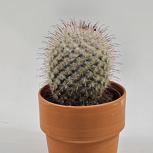 Bolcactus D in Terracotta Ø8.5cm H20cm