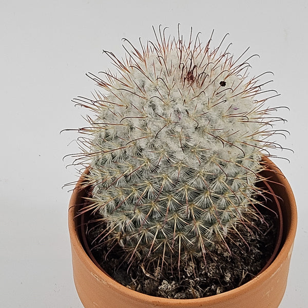 Bolcactus D in Terracotta Ø8.5cm H20cm