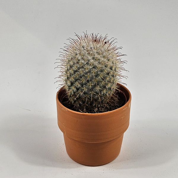 Bolcactus D in Terracotta Ø8.5cm H20cm