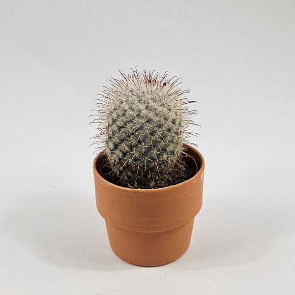 Bolcactus D in Terracotta Ø8.5cm H20cm
