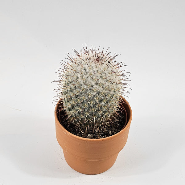 Bolcactus D in Terracotta Ø8.5cm H20cm