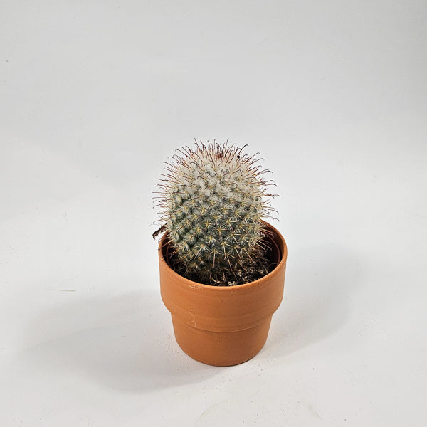 Bolcactus D in Terracotta Ø8.5cm H20cm