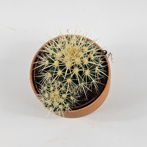 Bolcactus B in Terracotta Ø8.5cm H20cm