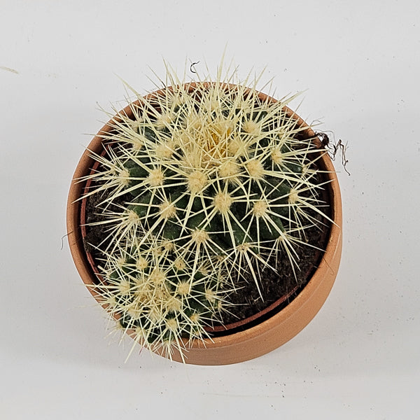 Bolcactus B in Terracotta Ø8.5cm H20cm