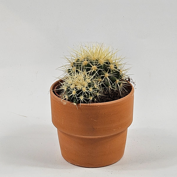 Bolcactus B in Terracotta Ø8.5cm H20cm
