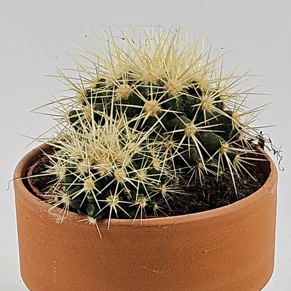 Bolcactus B in Terracotta Ø8.5cm H20cm