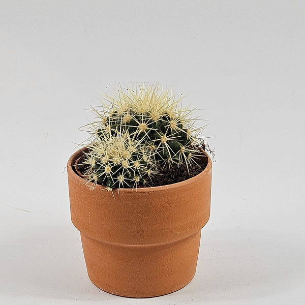Bolcactus B in Terracotta Ø8.5cm H20cm