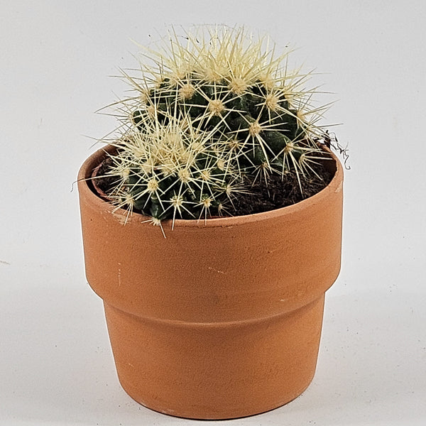 Bolcactus B in Terracotta Ø8.5cm H20cm
