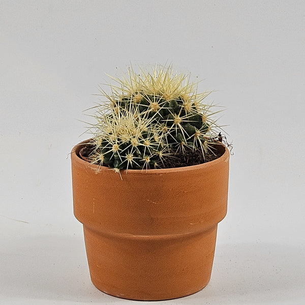 Bolcactus B in Terracotta Ø8.5cm H20cm