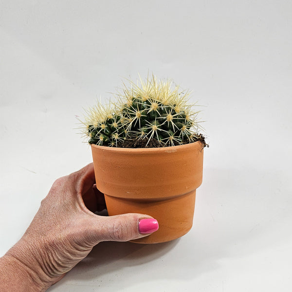 Bolcactus B in Terracotta Ø8.5cm H20cm