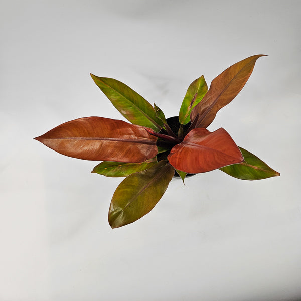 Philodendron Prince of Orange Ø14cm H25cm