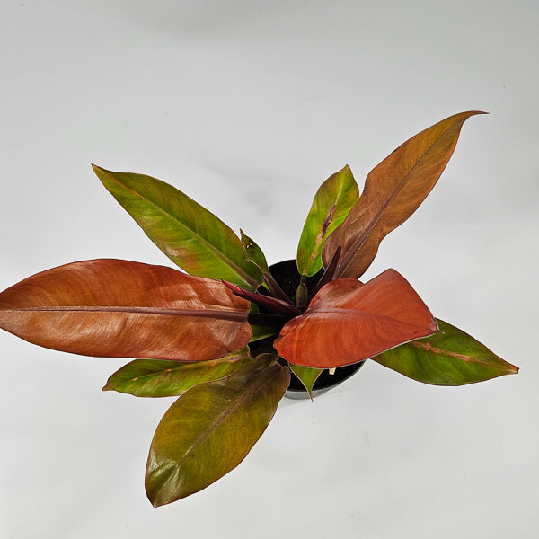 Philodendron Prince of Orange Ø14cm H25cm
