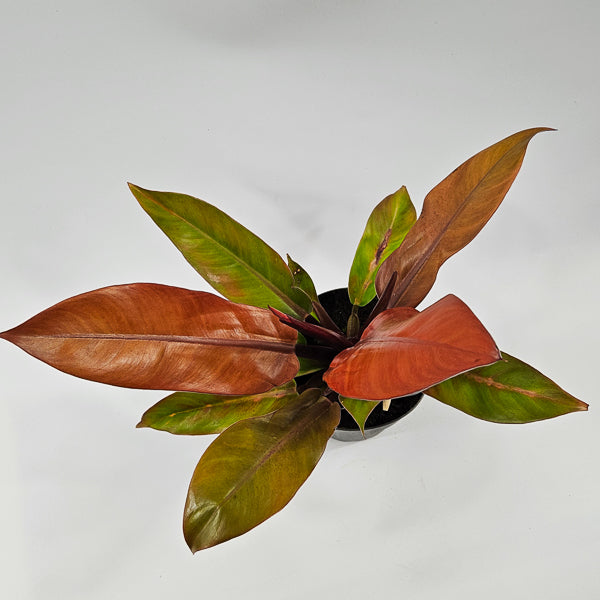 Philodendron Prince of Orange Ø14cm H25cm