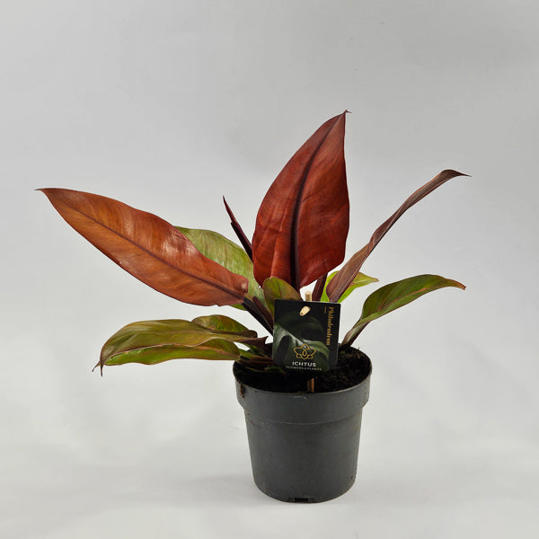 Philodendron Prince of Orange Ø14cm H25cm