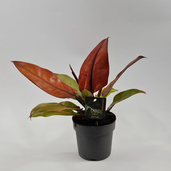 Philodendron Prince of Orange Ø14cm H25cm