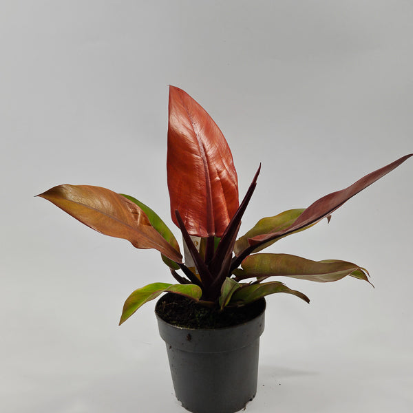 Philodendron Prince of Orange Ø14cm H25cm