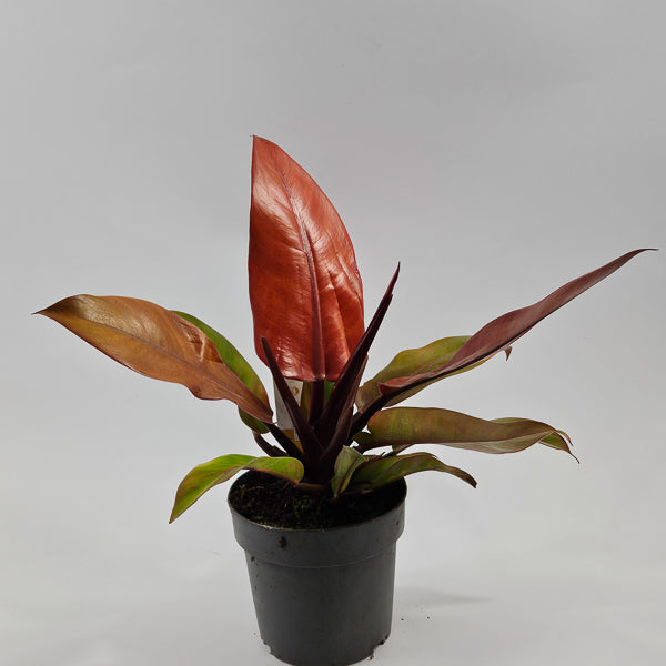 Philodendron Prince of Orange Ø14cm H25cm