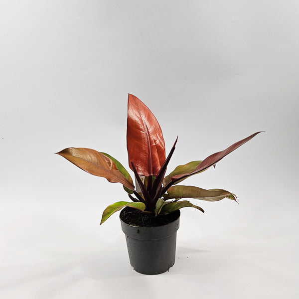 Philodendron Prince of Orange Ø14cm H25cm