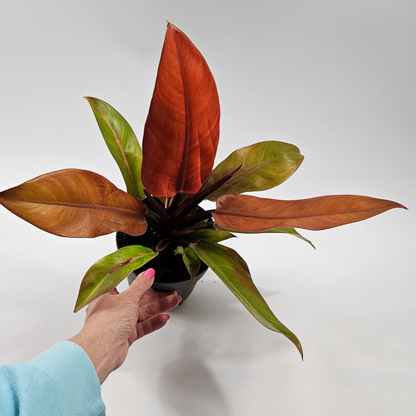 Philodendron Prince of Orange Ø14cm H25cm