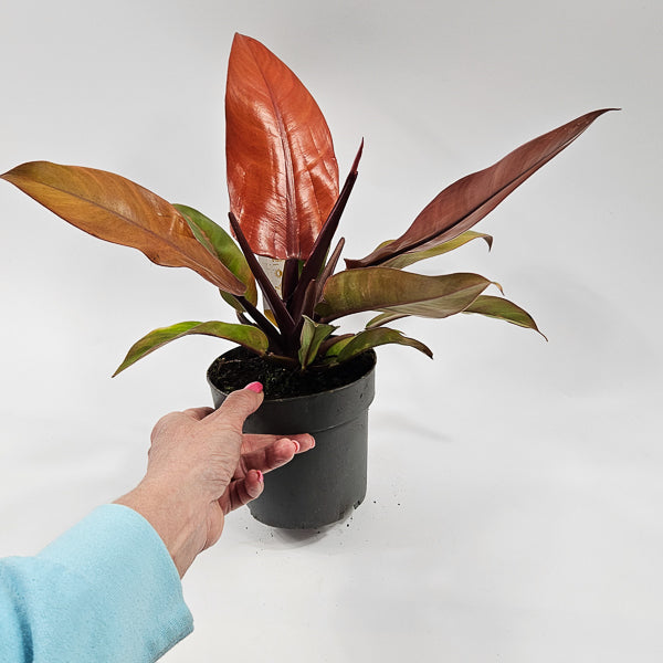 Philodendron Prince of Orange Ø14cm H25cm