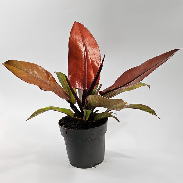 Philodendron Prince of Orange Ø14cm H25cm