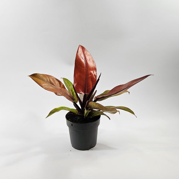 Philodendron Prince of Orange Ø14cm H25cm