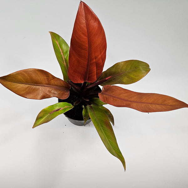 Philodendron Prince of Orange Ø14cm H25cm