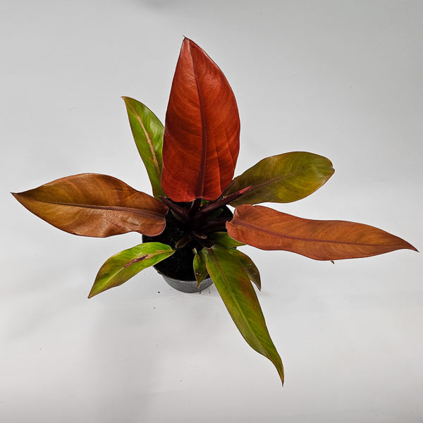Philodendron Prince of Orange Ø14cm H25cm