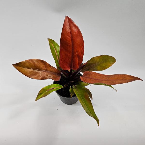 Philodendron Prince of Orange Ø14cm H25cm