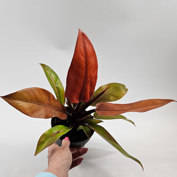 Philodendron Prince of Orange Ø14cm H25cm