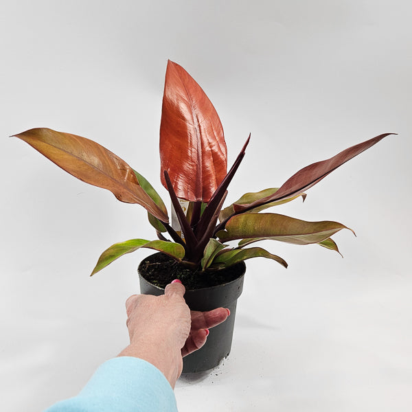 Philodendron Prince of Orange Ø14cm H25cm
