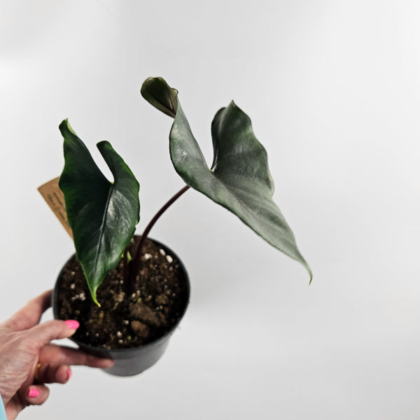 Alocasia Princeps Purple Cloak Ø14cm H30cm