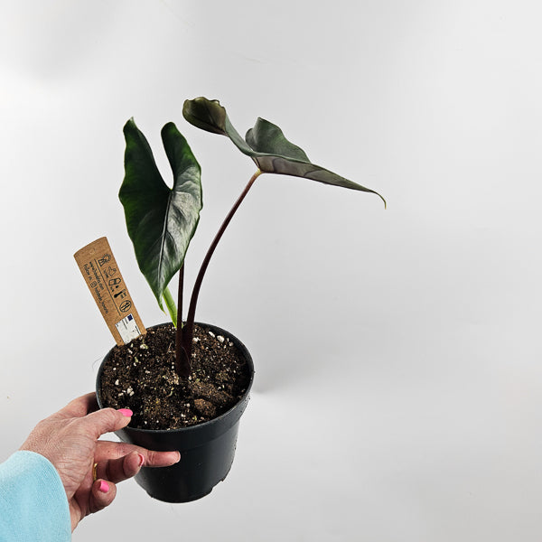 Alocasia Princeps Purple Cloak Ø14cm H30cm