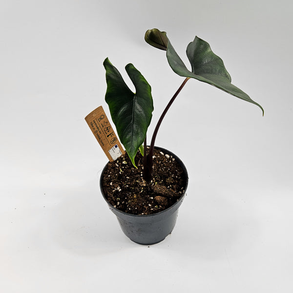 Alocasia Princeps Purple Cloak Ø14cm H30cm