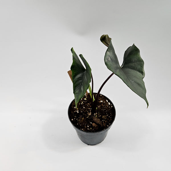 Alocasia Princeps Purple Cloak Ø14cm H30cm