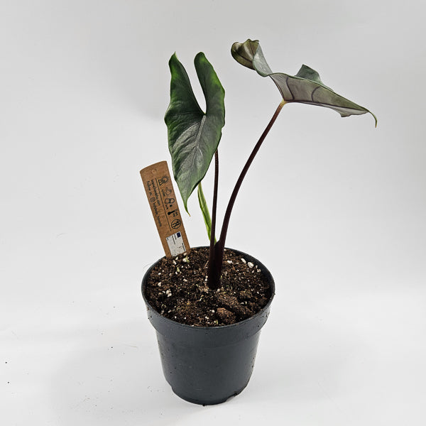 Alocasia Princeps Purple Cloak Ø14cm H30cm