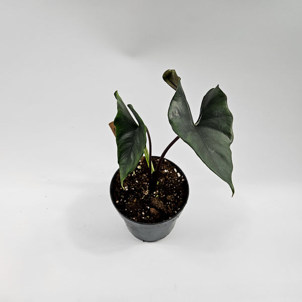 Alocasia Princeps Purple Cloak Ø14cm H30cm