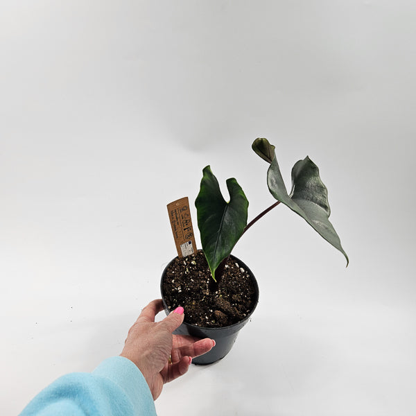 Alocasia Princeps Purple Cloak Ø14cm H30cm